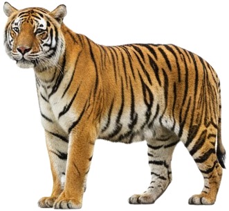 a tiger standing on a white background.jpg